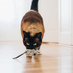 Feline Frenzy - Cat Toy Critter Collection